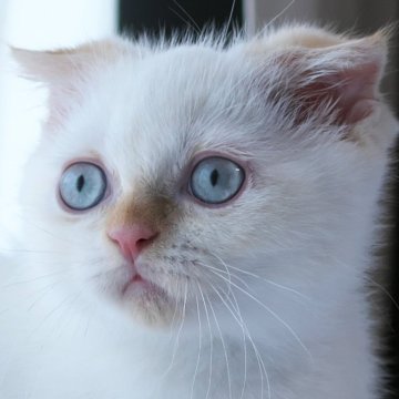 スコティッシュフォールド(折れ耳)【長野県・男の子・2025年5月18日・クリームポイント】の写真「ポイント模様の優しい男の子☆」