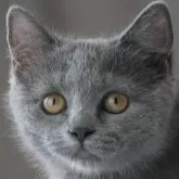 スコティッシュフォールド(立ち耳)【長野県・女の子・2025年4月23日・ブルー】の写真1