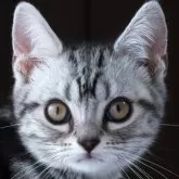 アメリカンショートヘア【長野県・男の子・2025年1月4日・シルバークラシックタビー】の写真1