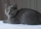 スコティッシュフォールド(立ち耳)【長野県・女の子・2025年4月23日・ブルー】の写真3