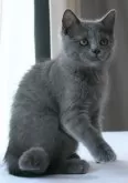スコティッシュフォールド(立ち耳)【長野県・女の子・2025年4月23日・ブルー】の写真5