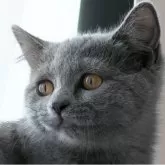 スコティッシュフォールド(立ち耳)【長野県・女の子・2025年4月23日・ブルー】の写真6