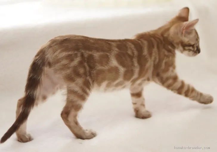 ID：1906-00130の子猫