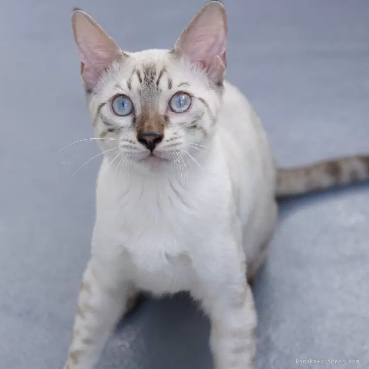 M.S 様のお迎えした子猫