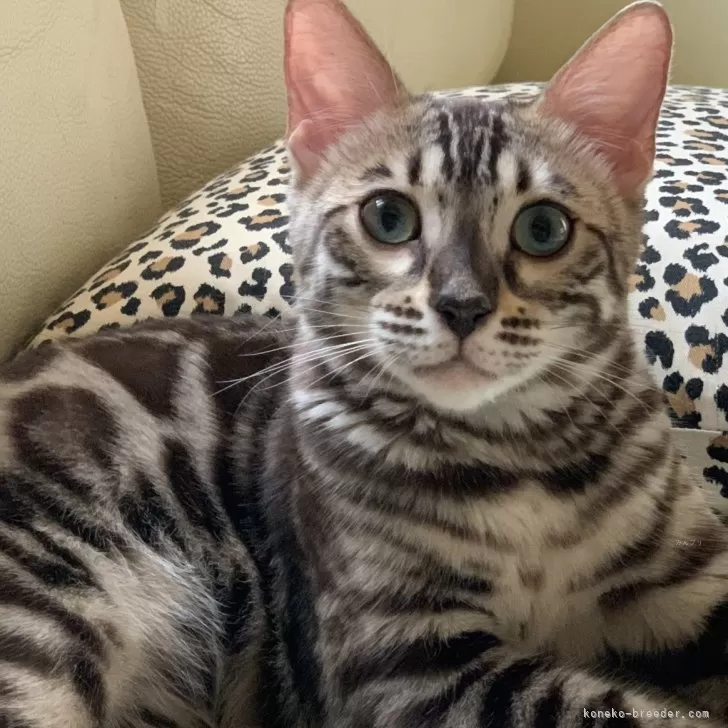ID:2404-02822の子猫