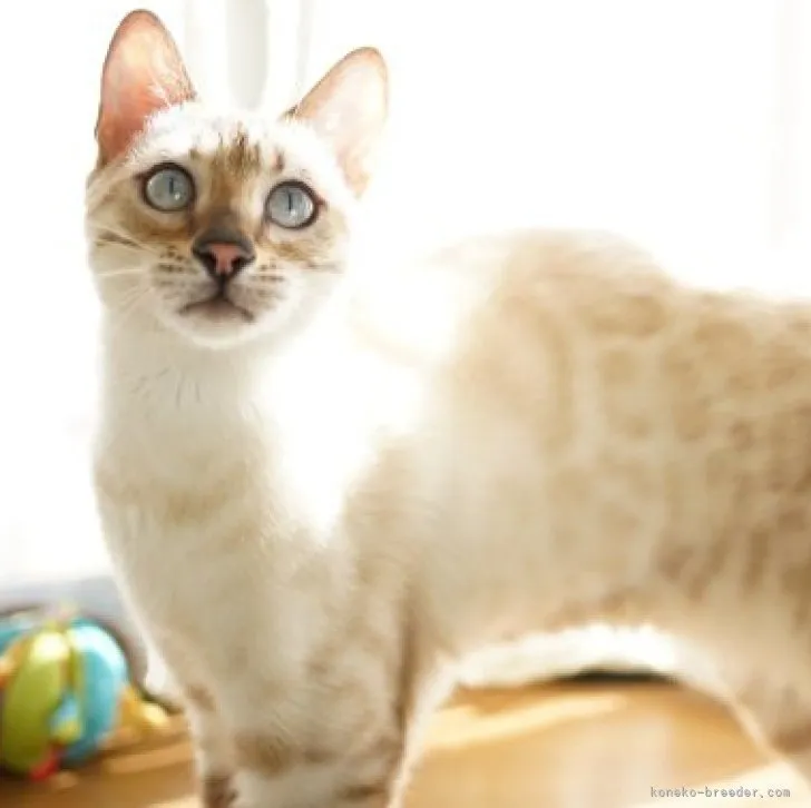 ID：2204-00820の子猫