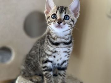 ベンガル【埼玉県・女の子・2021年9月12日・ブラウンスポテッドタビー(ロゼット)】の写真「激かわ💖ワイルドロゼット」