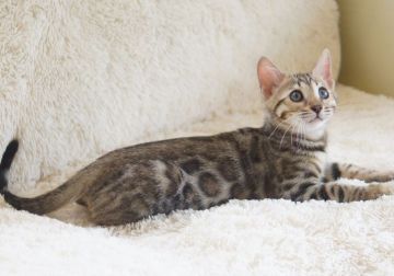 ベンガル【埼玉県・男の子・2020年3月8日・ブラウンスポテッドタビー(ロゼット)】の写真「ゴージャス💖ドーナツロゼット」