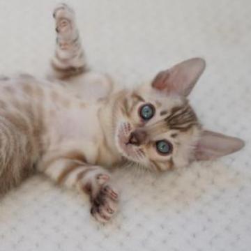 ベンガル【埼玉県・男の子・2022年11月17日・シールミンクスポテッドタビー(ロゼット)】の写真「💝ハートのロゼット💝」