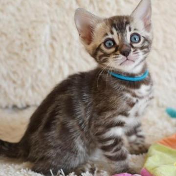 ベンガル【埼玉県・男の子・2022年12月22日・シールセピア(ロゼット)スノーベンガル】の写真「💙まるでセピアチャコール💙」