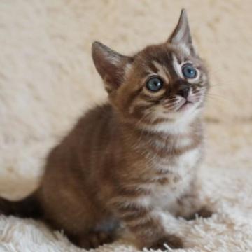 ベンガル【埼玉県・女の子・2022年12月22日・ミンクチャコール(ロゼット)スノーベンガル】の写真「ハイグレード💙かわい子ちゃん」