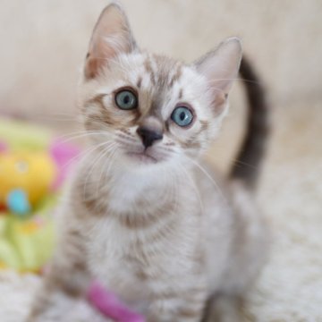 ベンガル【埼玉県・男の子・2024年1月13日・シールミンクスポテッドタビー(ロゼット)】の写真「実物可愛いです♡」