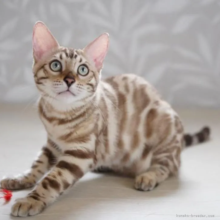 ID：2207-02561の子猫