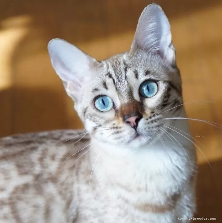 ID：2408-01112の子猫