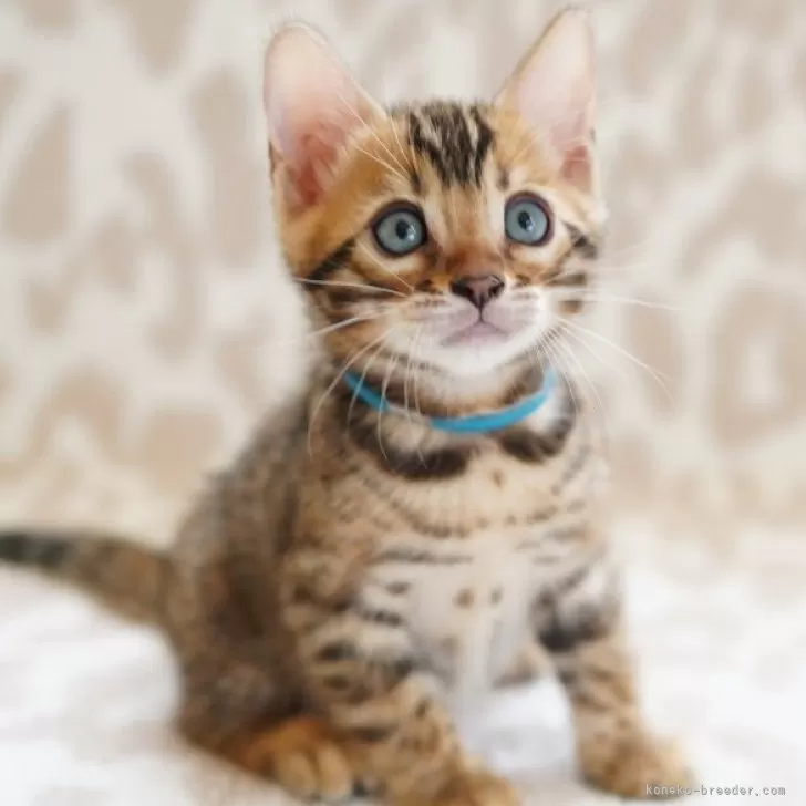 R.O 様のお迎えした子猫