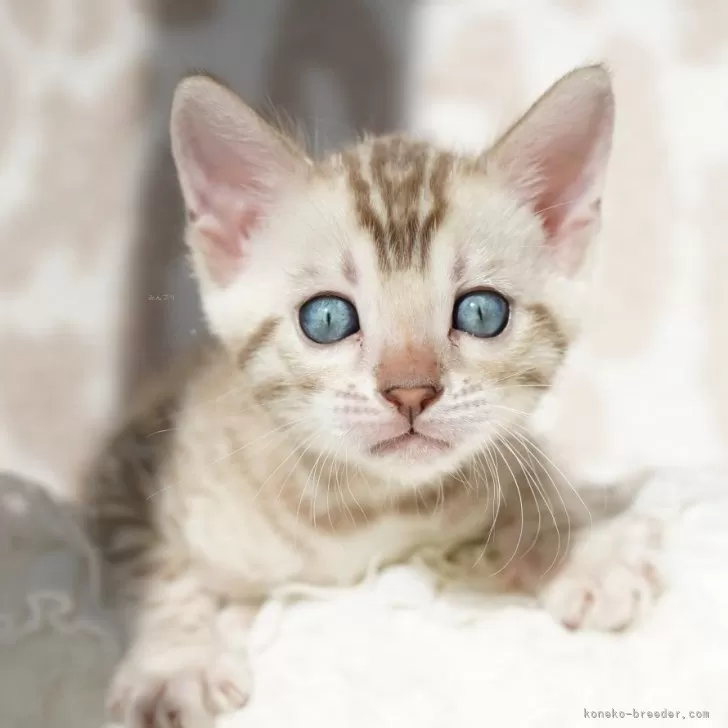 ID:2412-02345の子猫