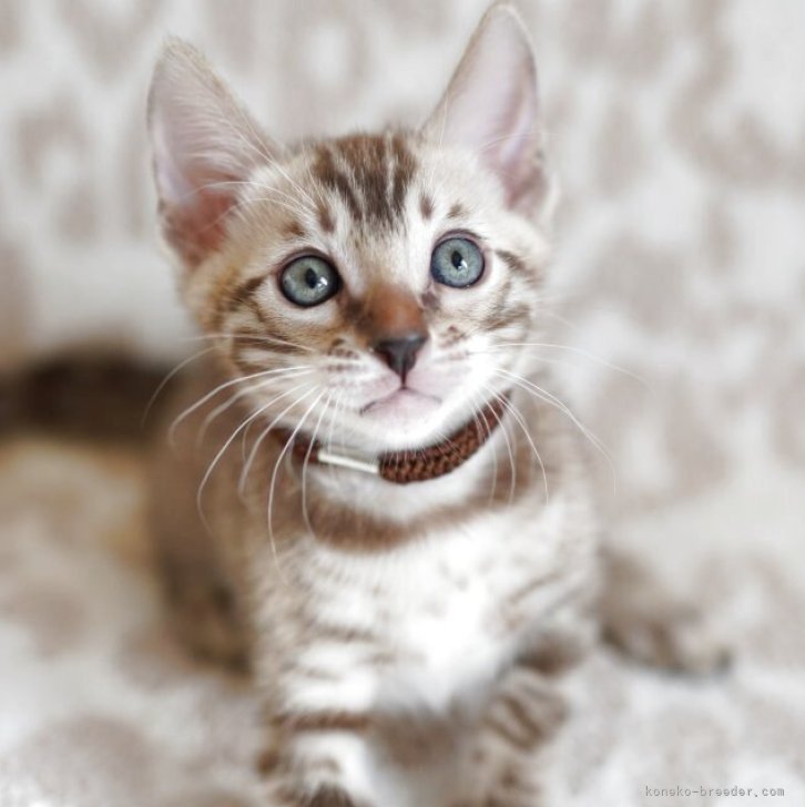 ブリーダー画像