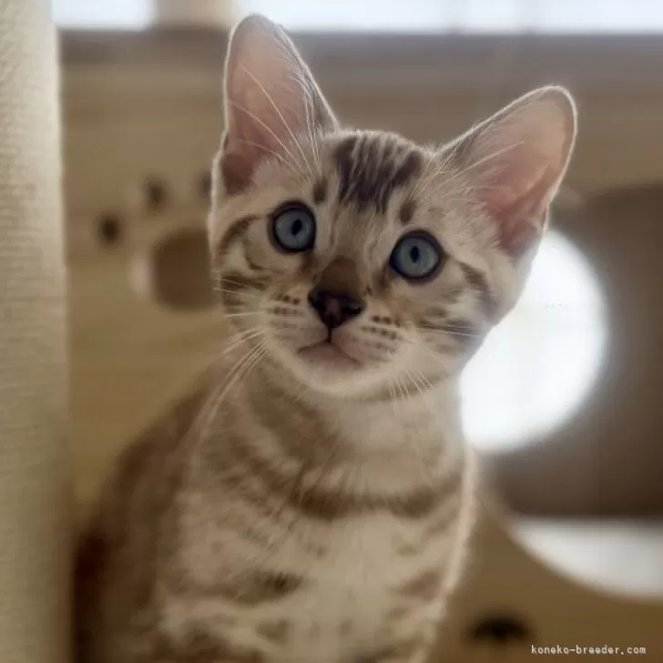 ID：2503-01214の子猫