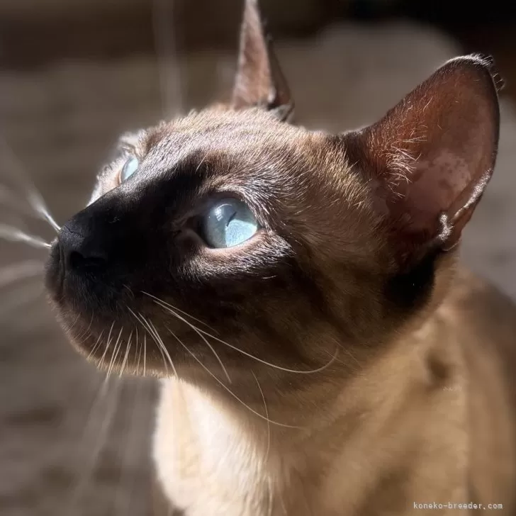 ID：2404-02814の子猫