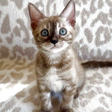 ベンガル【埼玉県・男の子・2025年8月30日・ミンクチャコール(ロゼット)チャコールスノー】の写真「プレミアムクラス💙ゴージャスロゼット」