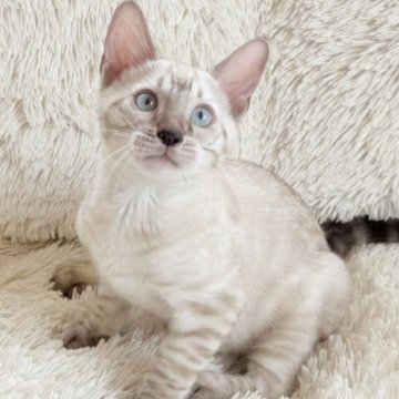 ベンガル【埼玉県・男の子・2025年3月12日・シールリンクス(ロゼット)スノーベンガル】の写真「物怖じしない元気っ子💙澄んだ青い瞳」