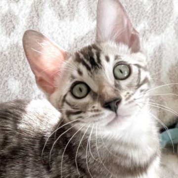 ベンガル【埼玉県・男の子・2025年8月23日・シールミンク(ロゼット)スノーベンガル】の写真「ロゼットびっしり💙美猫」