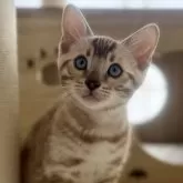 ベンガル【埼玉県・男の子・2025年1月22日・シールミンク(ロゼット)スノーベンガル】の写真1