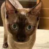 ベンガル【埼玉県・男の子・2024年2月16日・ソリッドミンク 💙 スノー(ロゼット)】の写真5「おでこが白いのはヨーグルトを泥棒しました(￣∇￣*)ゞ」