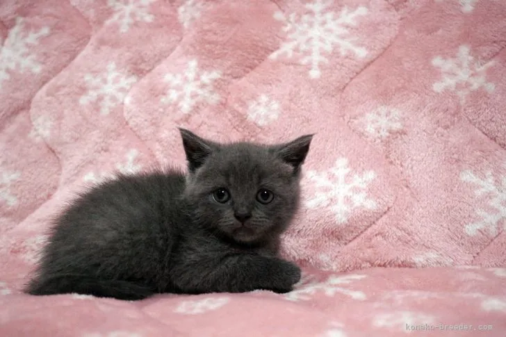 ID:2108-01739の子猫