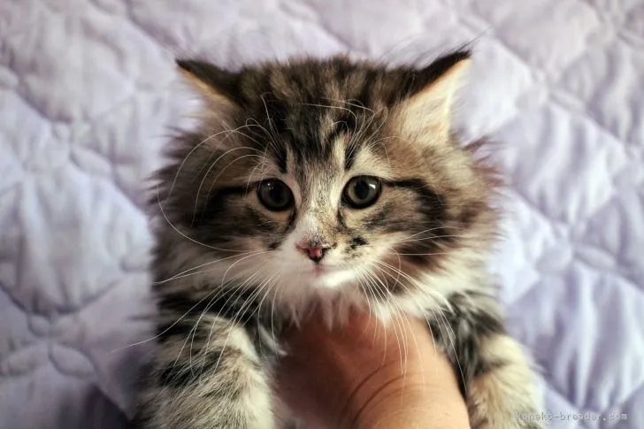 H.H 様のお迎えした子猫