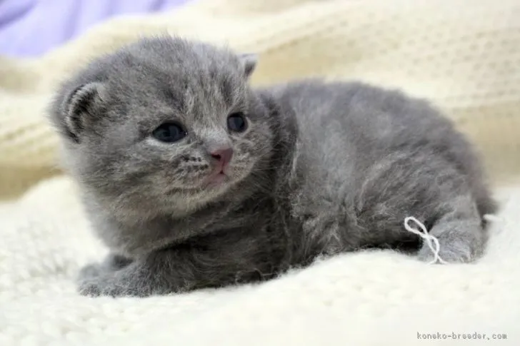 ゆきし 様のお迎えした子猫