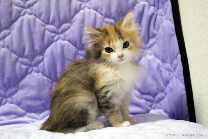 ID：1512-00193の子猫