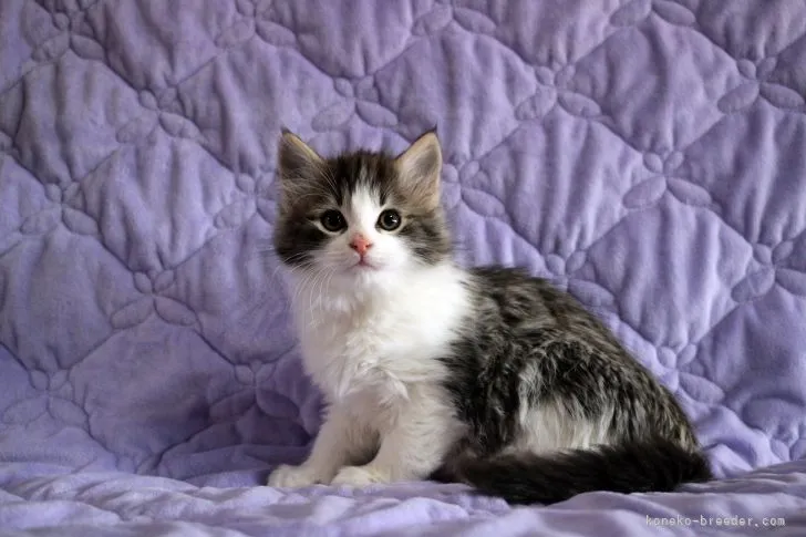 ID：2202-00827の子猫