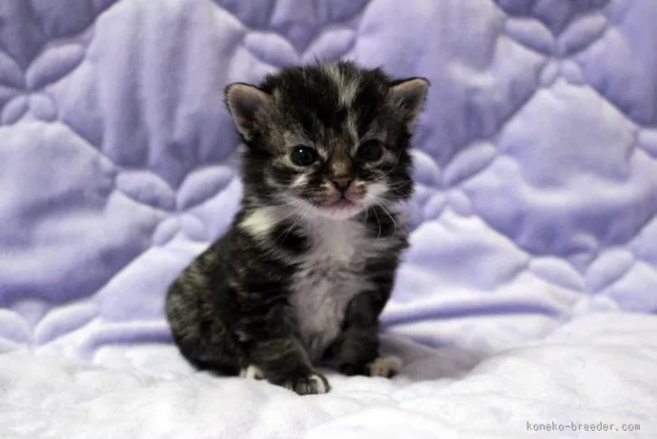 ID：1602-00178の子猫