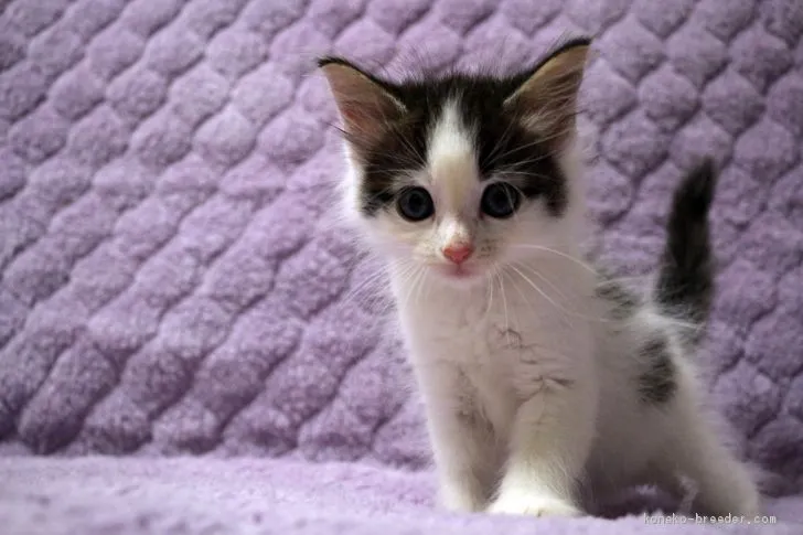 A.N 様のお迎えした子猫