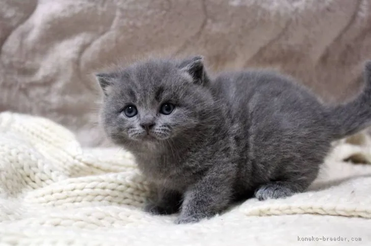 ID：1702-00644の子猫