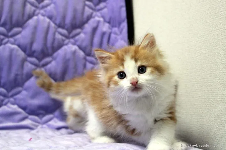 ID:1605-00055の子猫