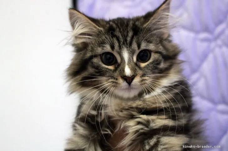 N.Y 様のお迎えした子猫