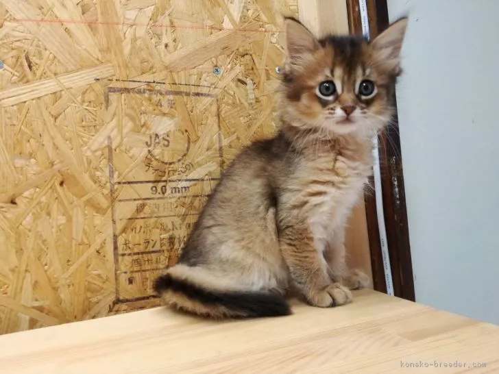 ID：1805-00700の子猫