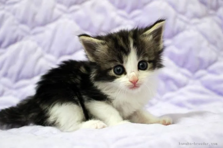 ID：1705-00088の子猫