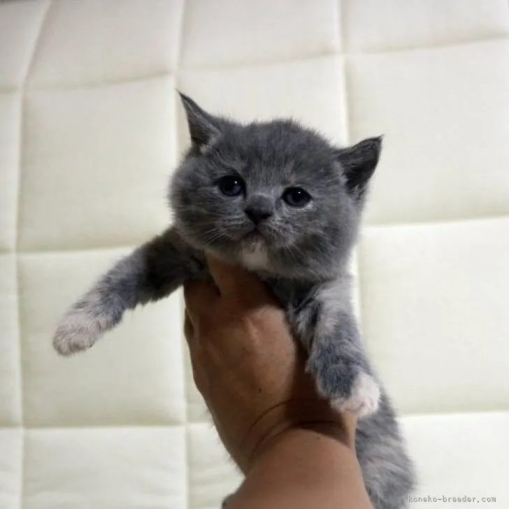 ID：2308-01630の子猫