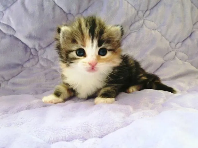 ID:1309-00234の子猫