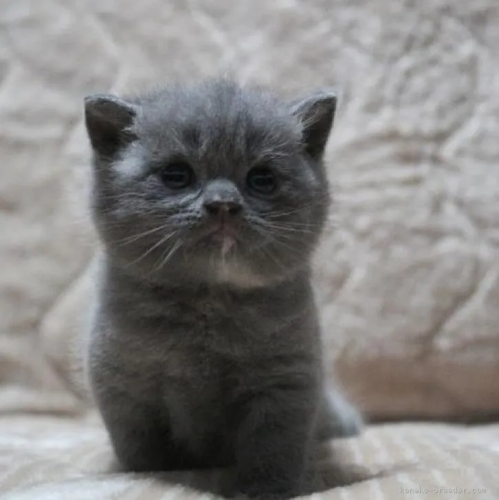 ID：2209-00317の子猫