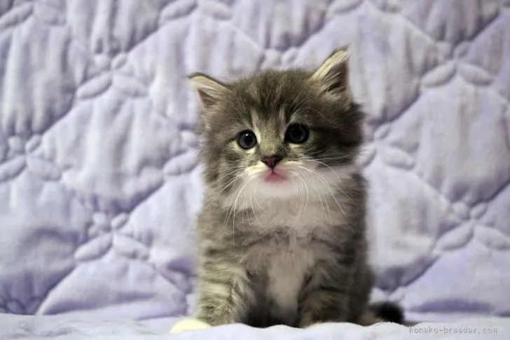 ミッキー 様のお迎えした子猫