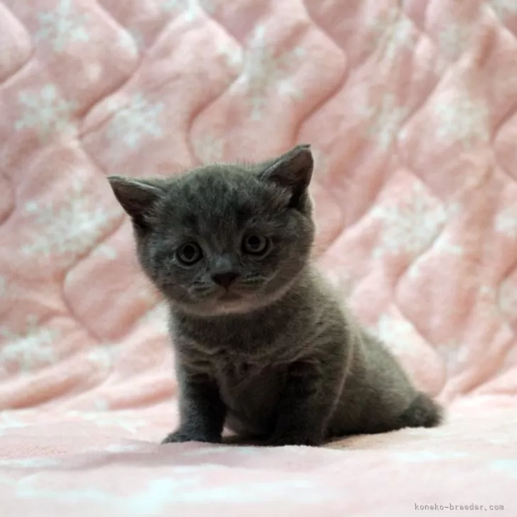 ID:2404-01389の子猫