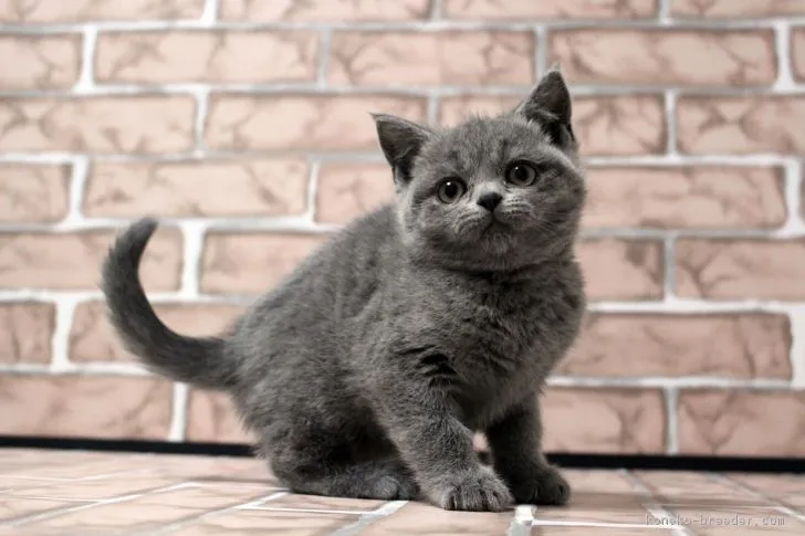 dorothy 様のお迎えした子猫