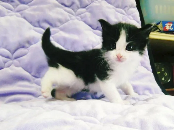ID:1205-00068の子猫