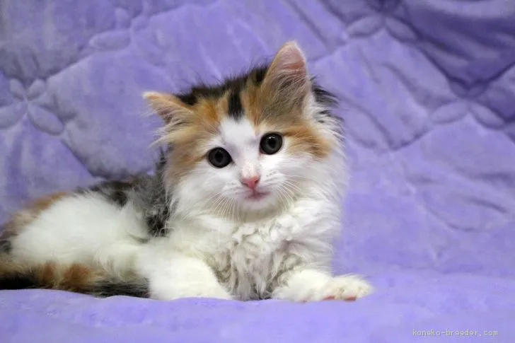 ID：1905-01486の子猫