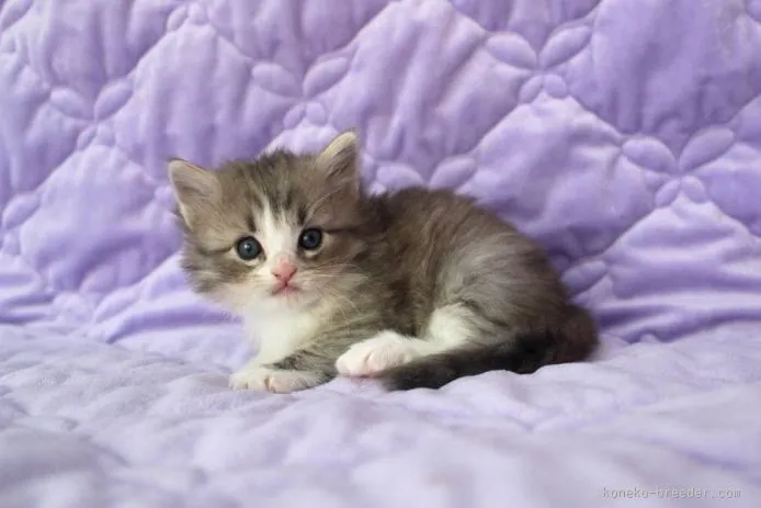 ID：1510-00326の子猫