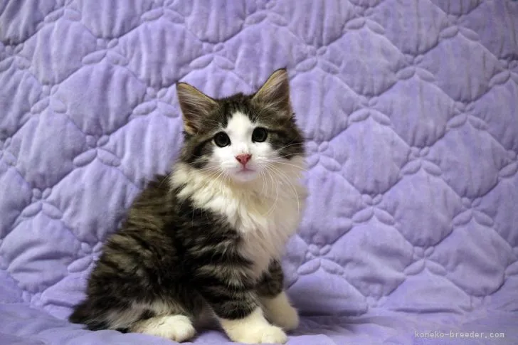 H.U 様のお迎えした子猫